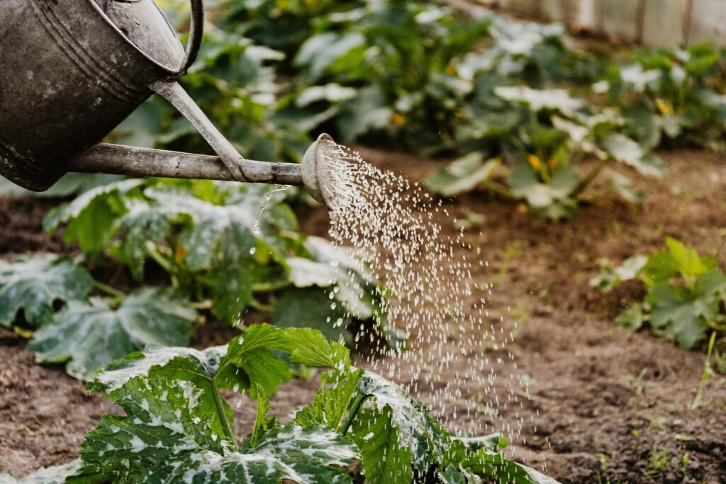 Close-up of a watering can nurturing green plants in a garden, promoting growth.